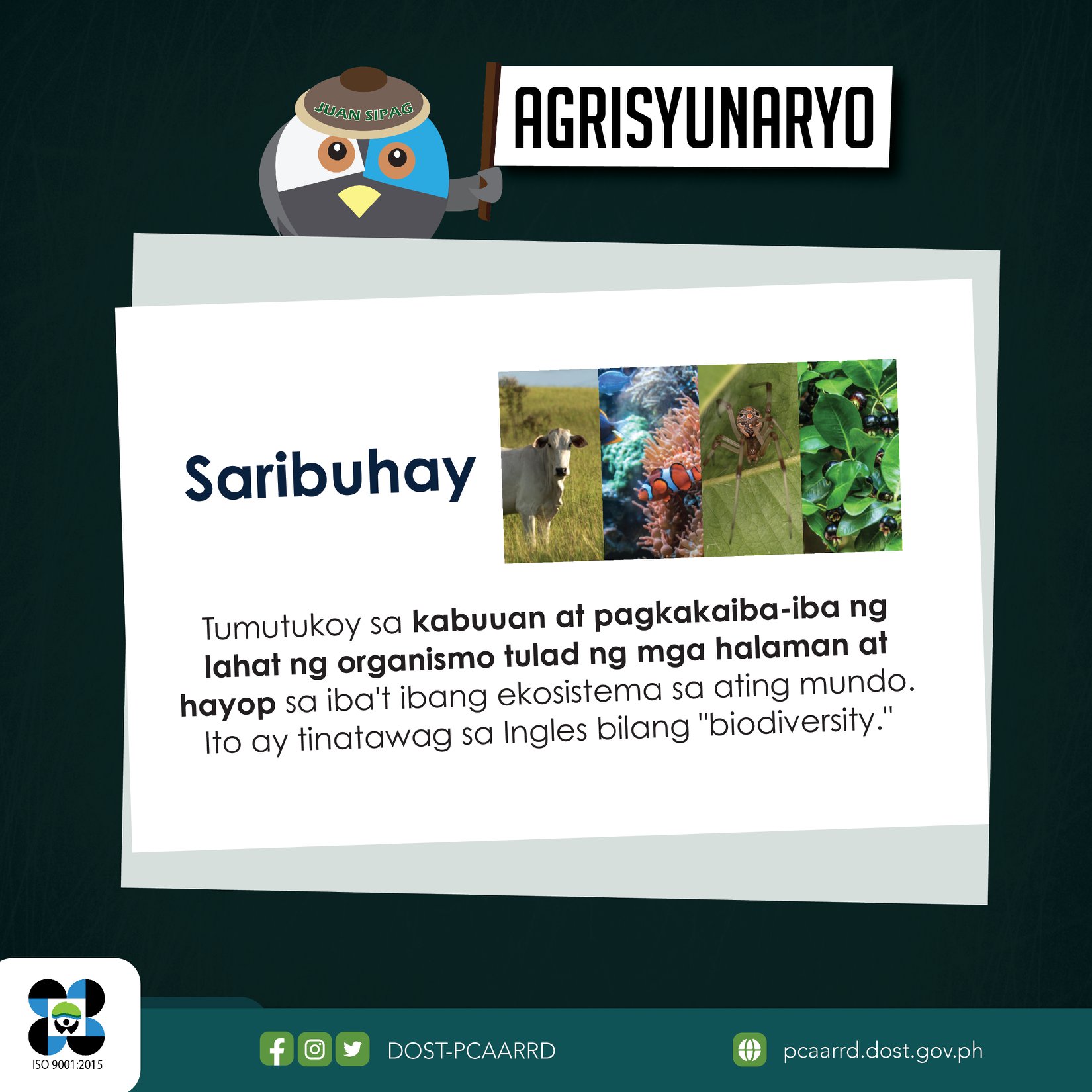 Gabay sa produksiyon ng sinta papaya | KM4AANR